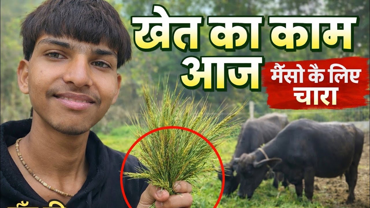 “Real Indian Village Life 🇮🇳 | Buffalo Feeding, Green Wheat Fields & Farm Vibes”