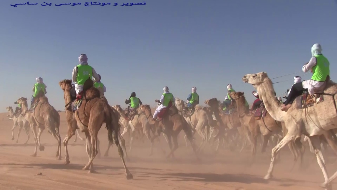 سباق المهاري عين البيضاء ورقلة