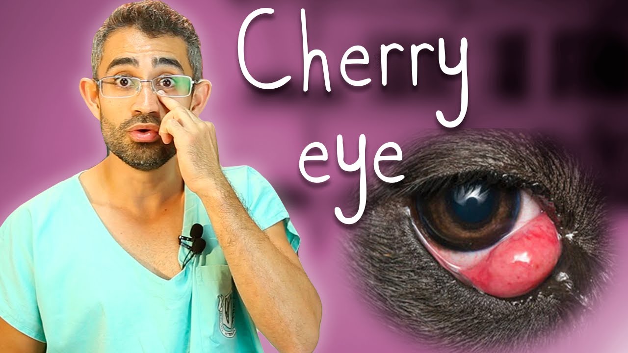 Protusão da glândula da terceira pálpebra (olho de cereja) | Dica Veterinária #94