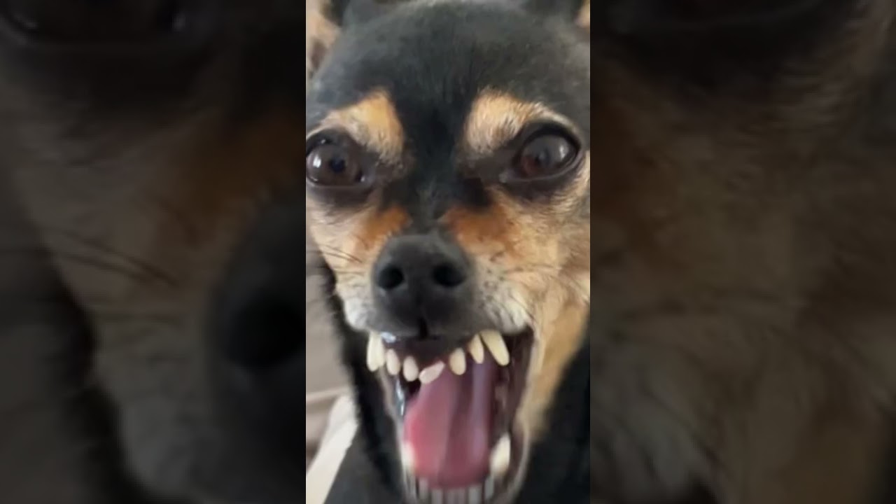 BICA QUEBROU UM DENTE