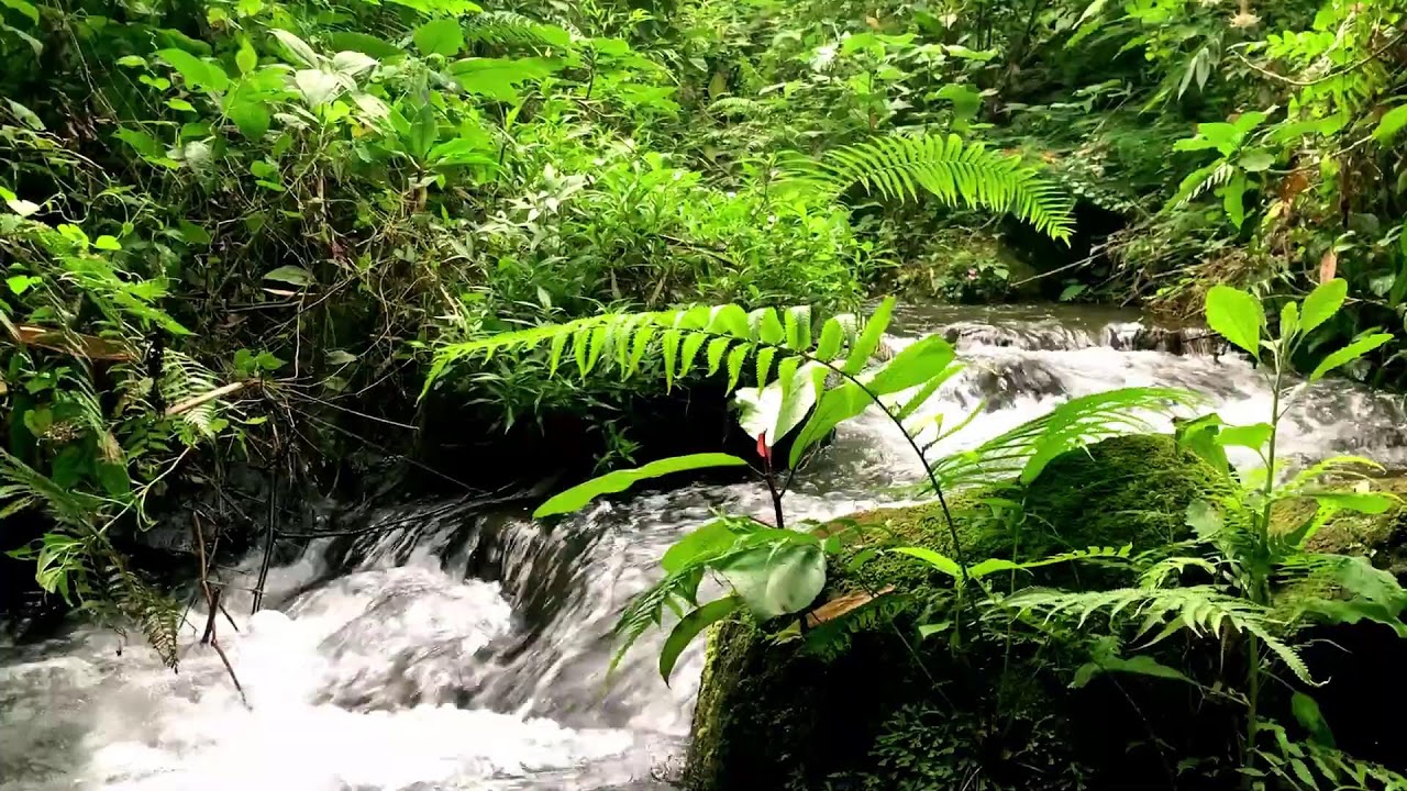 Quiet Riverbank Sounds | For Zen & Study