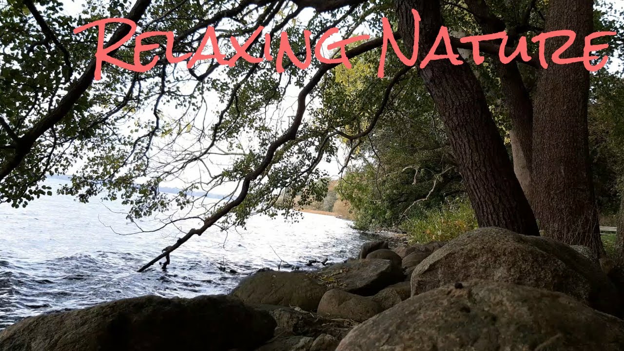 Relaxing Nature: 🌊🌳 Sounds of wind in the trees and waves against rocks