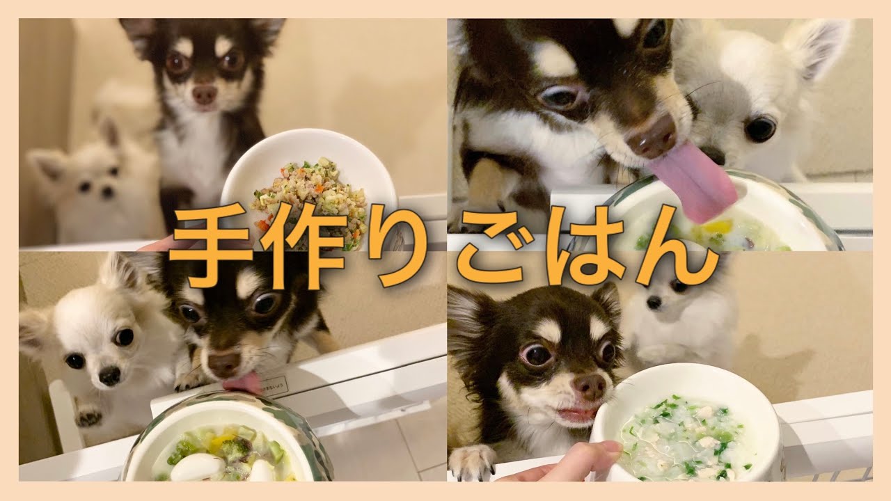 【手作り】毎日の愛犬のご飯time