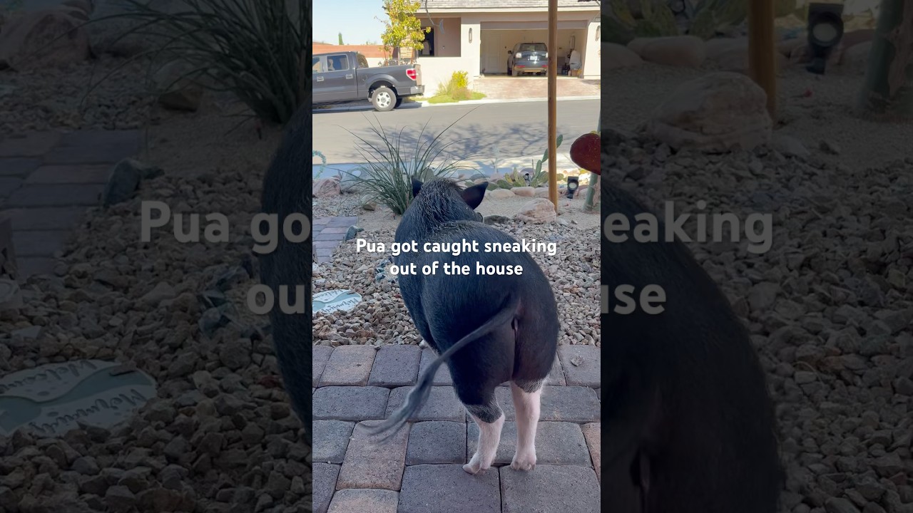 Pua got caught sneaking out of the house ‼️‼️​⁠