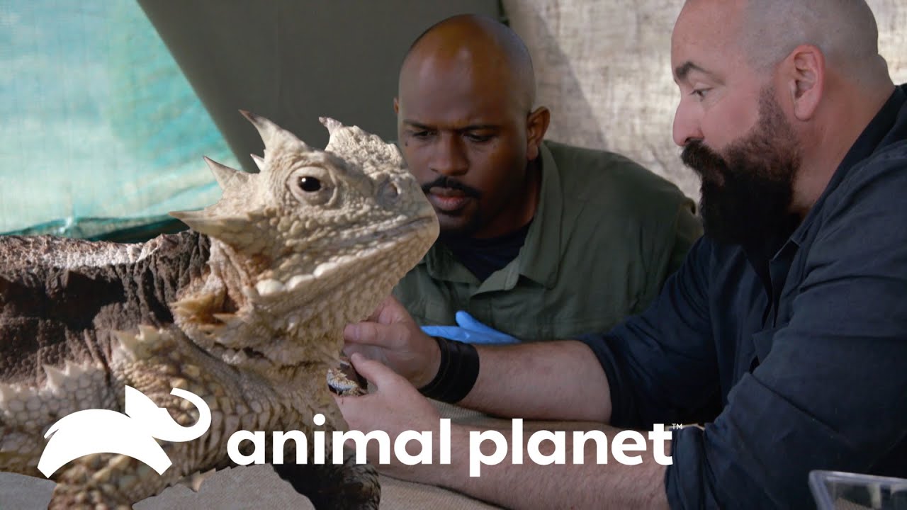 Força do lagarto de chifre é comparada | Pequenos Gigantes da Natureza | Animal Planet Brasil
