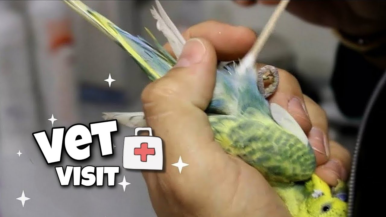 Taking My Budgies to the Vet