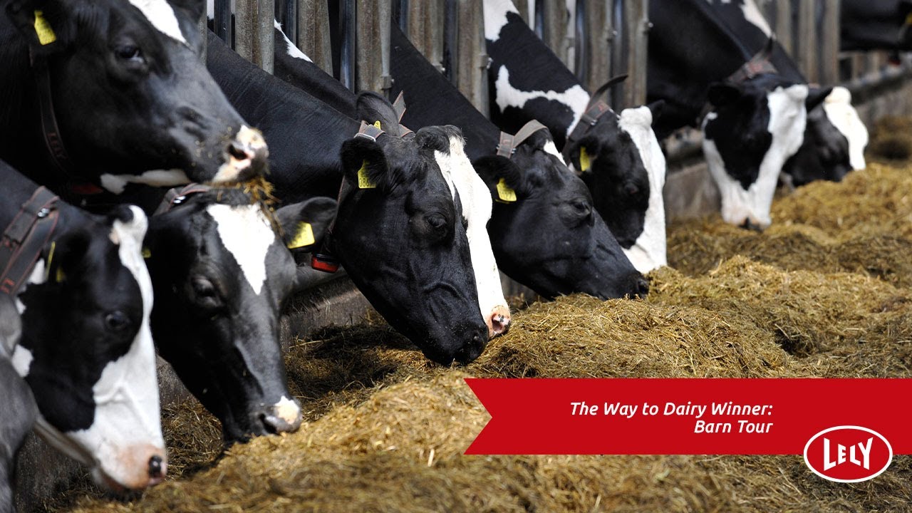 The Way to Dairy Winner: Barn Tour