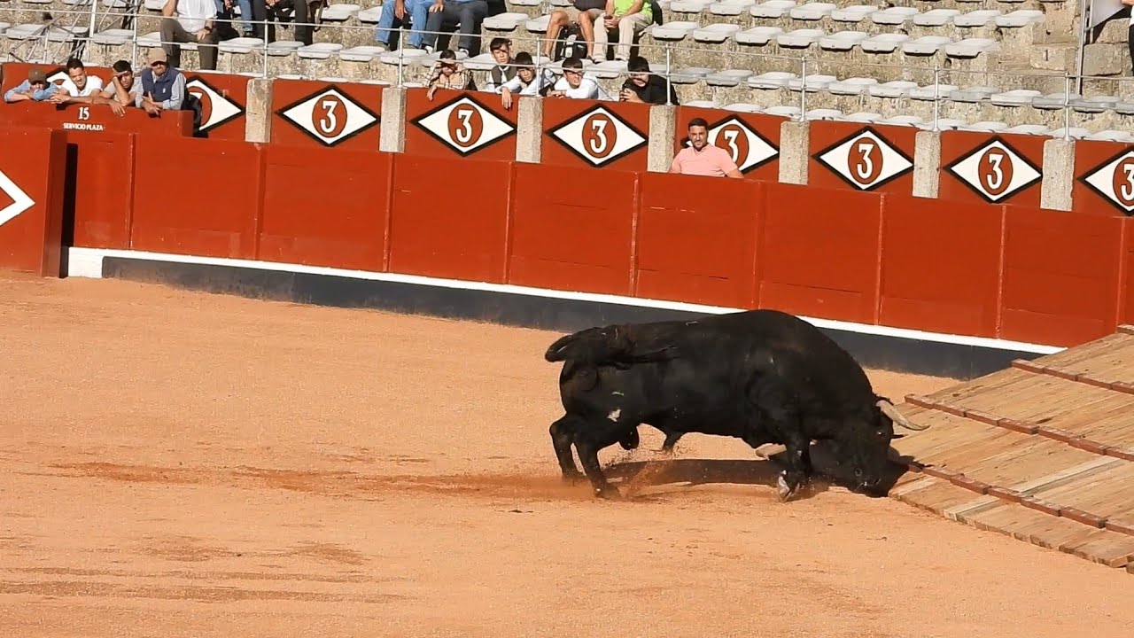 2. AS DE LA FIESTA en Salamanca, Ganaderia Garcigrande, Virgen de La Vega 2025 (por Carlos...