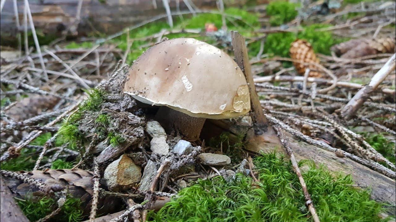 🔝 FUNGHI PORCINI🍄 2024 Luglio - #белыегрибы  - #hribi  - #borowiki  - #grzyby - #funghiporcini