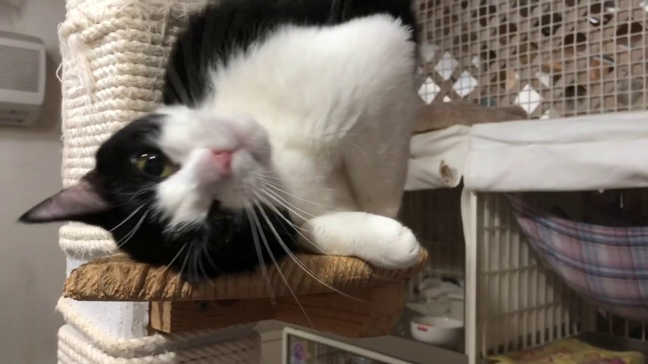 「ピャ〜」と甘える白黒猫さん