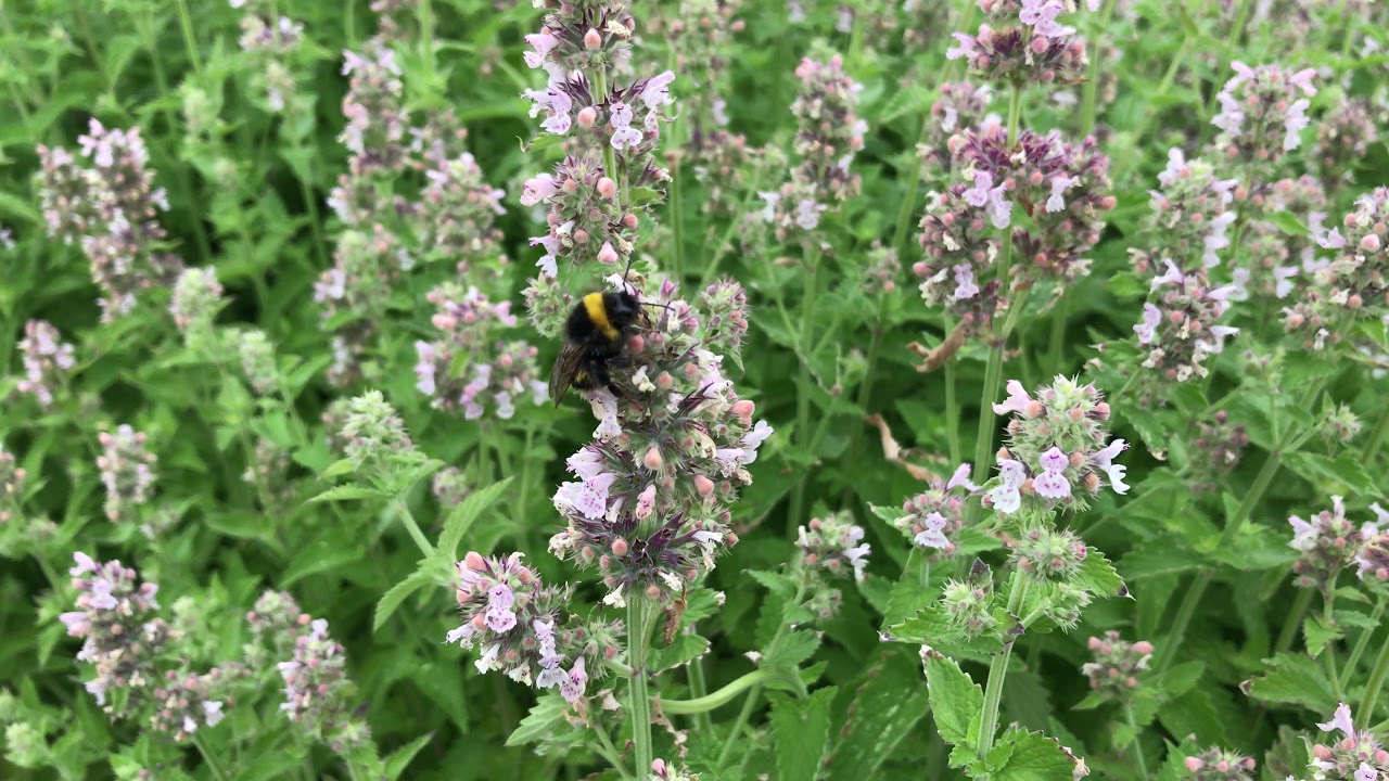 Wild kattenkruid ~Nepeta cataria | NL Bloeit! ~ Planten van hier