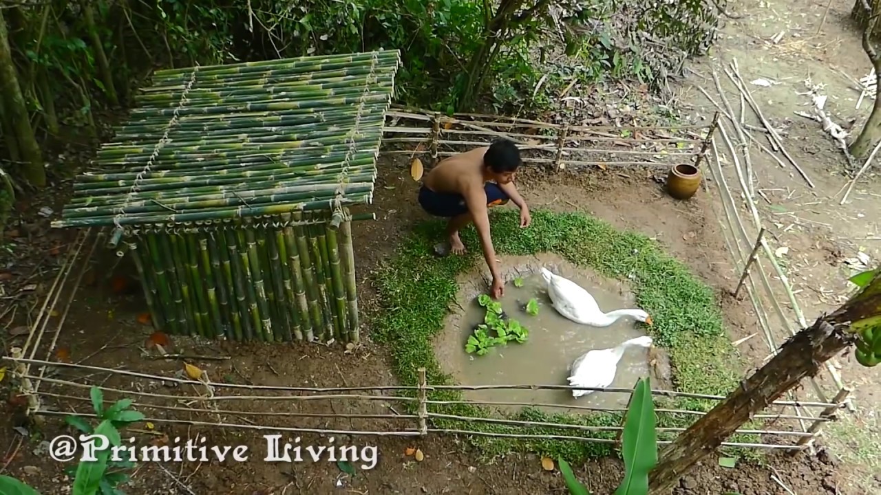 Rescue Wild Goose And Build The Beautiful House For Goose