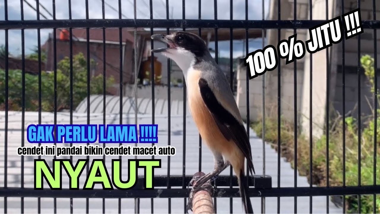 burung cendet gacor EMOSI HANDAL untuk PANCINGAN CENDET AGAR BUNYI bikin BURUNG PENTET GACOR NYAUT