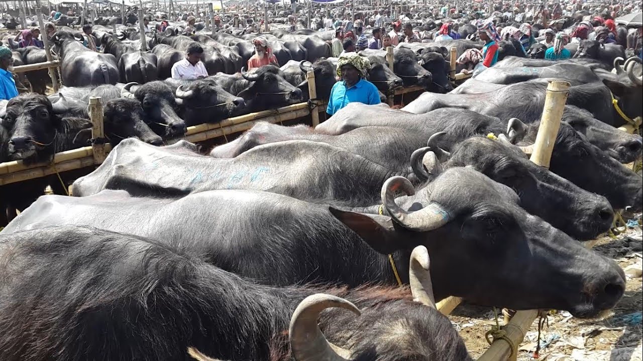 342| Visit Biggest Indian Buffalo sale Market | Buying and selling Low Price Buffalo this market