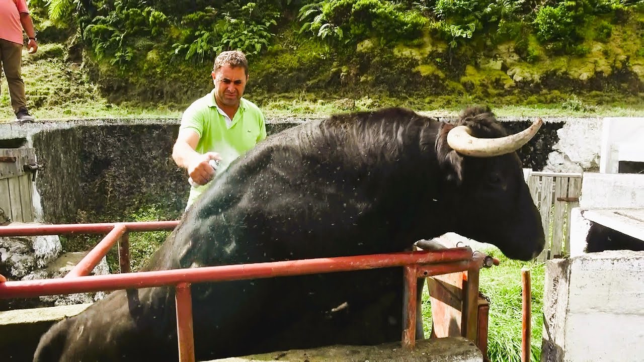 JAF - Cuidados Saúde Touro Semental 254 & Vacas Espanholas Vindas De Santiago Domecq - Ilha Terceira