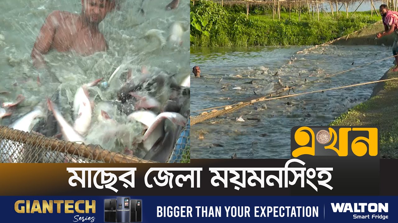 দেশের সবচেয়ে বেশি মাছ উৎপাদন ময়মনসিংহে | Fish Farming | Fish Market | Mymensingh | Ekhon TV