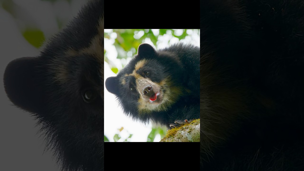 メガネグマの高所での食事#野生動物 #動物 #ショート #動画