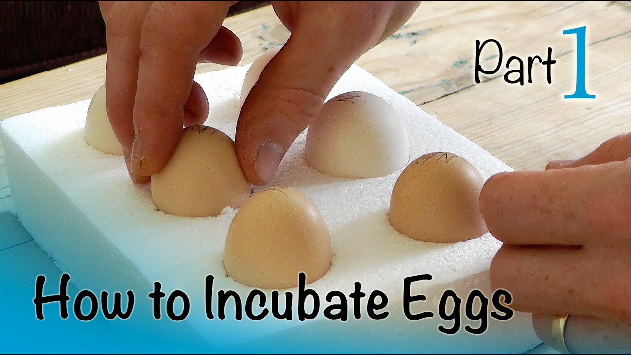 How to Incubate and Hatch Eggs | Part 1 of 3 | Setting up the Incubator