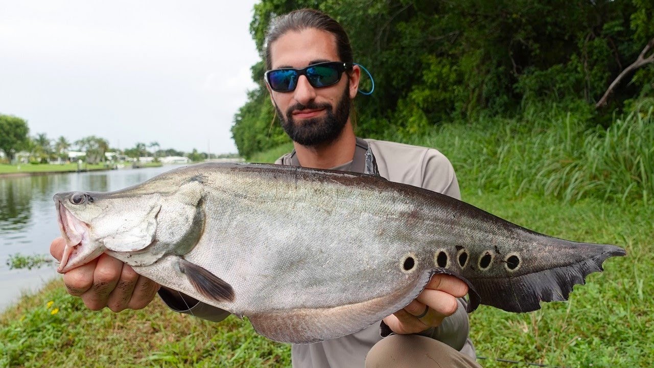 Catching Clown Knifefish From Land