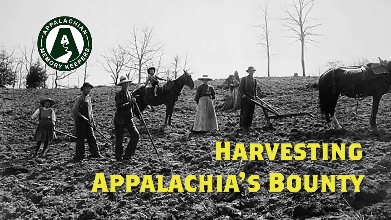 Appalachia's History of Harvesting Ginseng, Apples, Timber, and More!