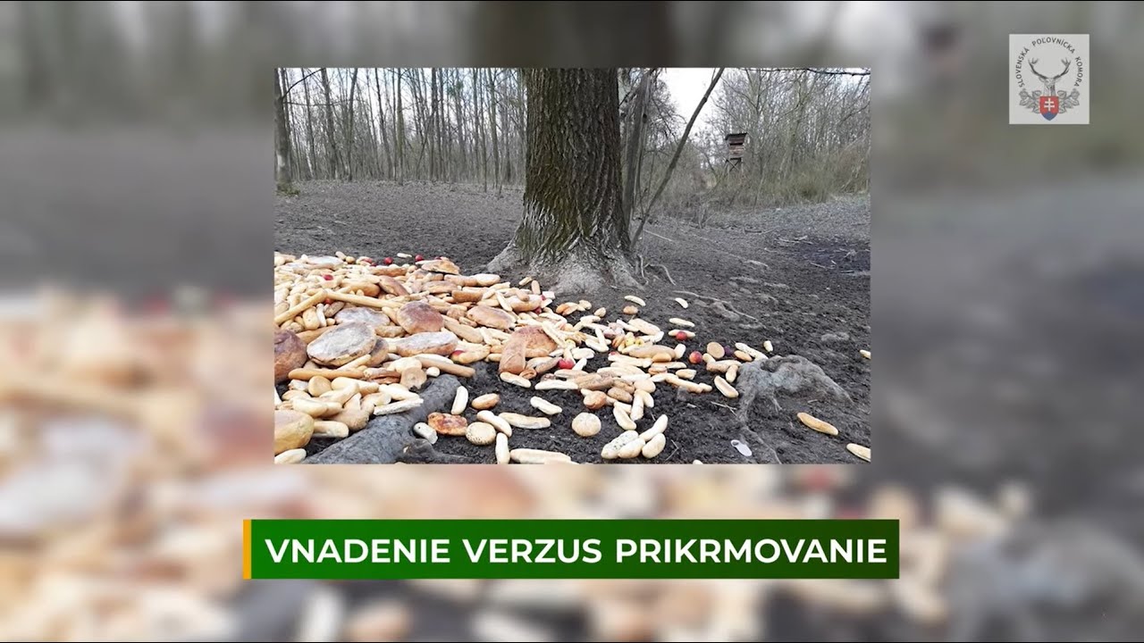 Poľovnícky infoservis: VNADENIE VS. PRIKRMOVANIE