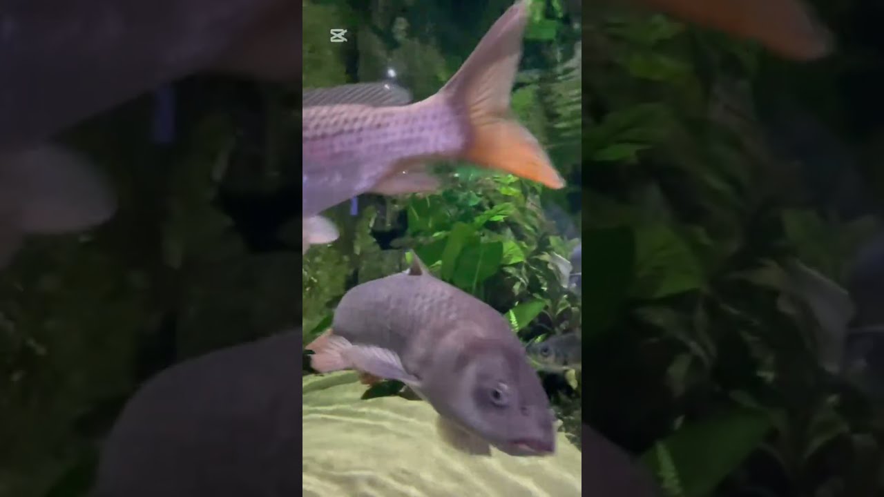 Lotte world aquarium 22 May 2025