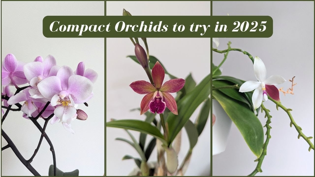 Compact Orchids to Try in 2025 | My Top Picks and Favorites 🌸
