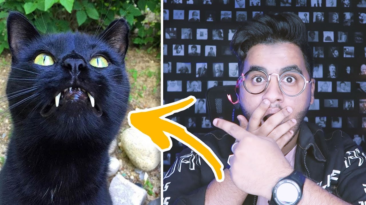 بسبب هذا القط حياتي كانت بتنتهي 😭💔