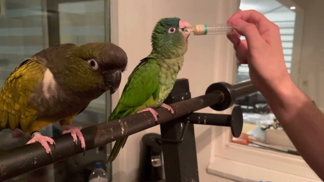 Feeding Birdie The Blue Crown Conure