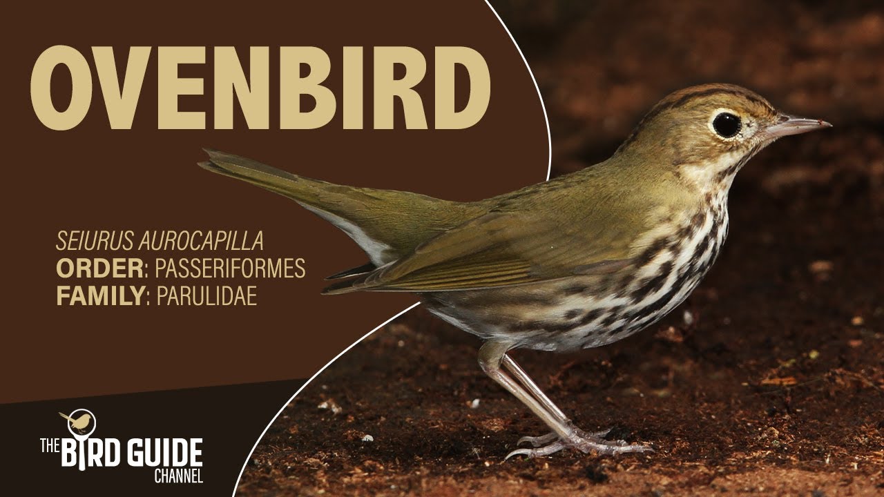Ovenbird | Forest Bird (The Bird Guide Channel)