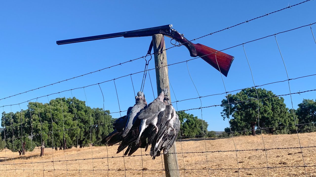 Ca&ccedil;a ao Pombo Torcaz - A Paix&atilde;o Azul.