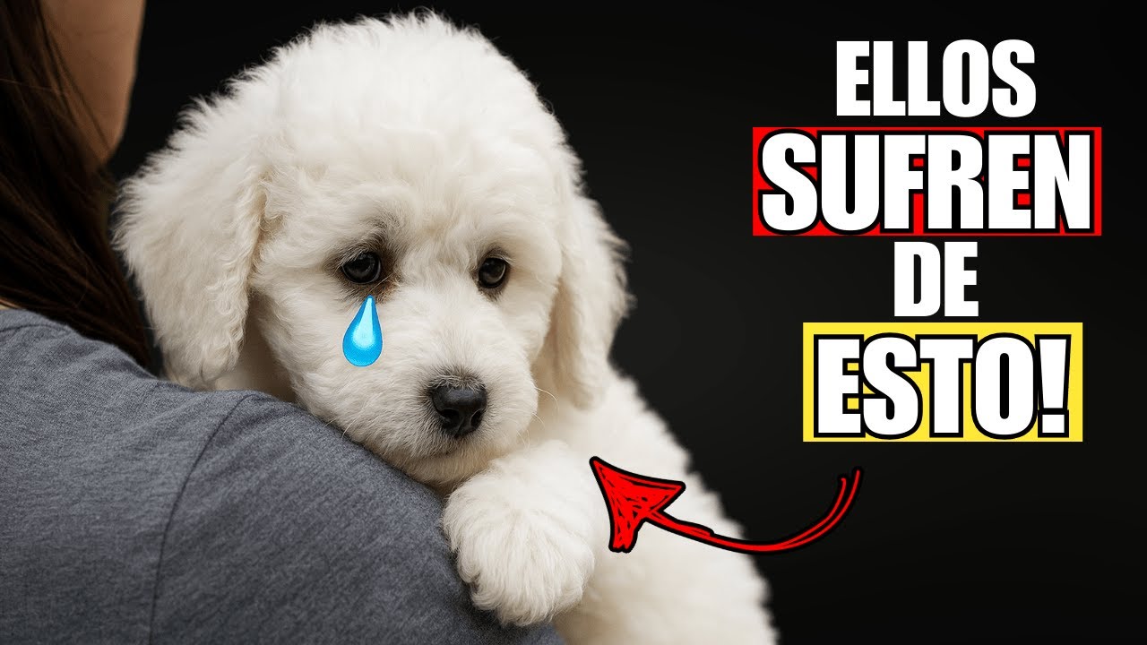 6 Cosas que Estás Haciendo mal con Tu Perro y No te Das Cuenta