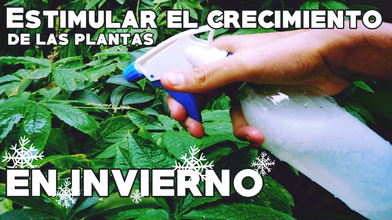 Como acelerar el crecimiento de las plantas en clima frio (Invierno)