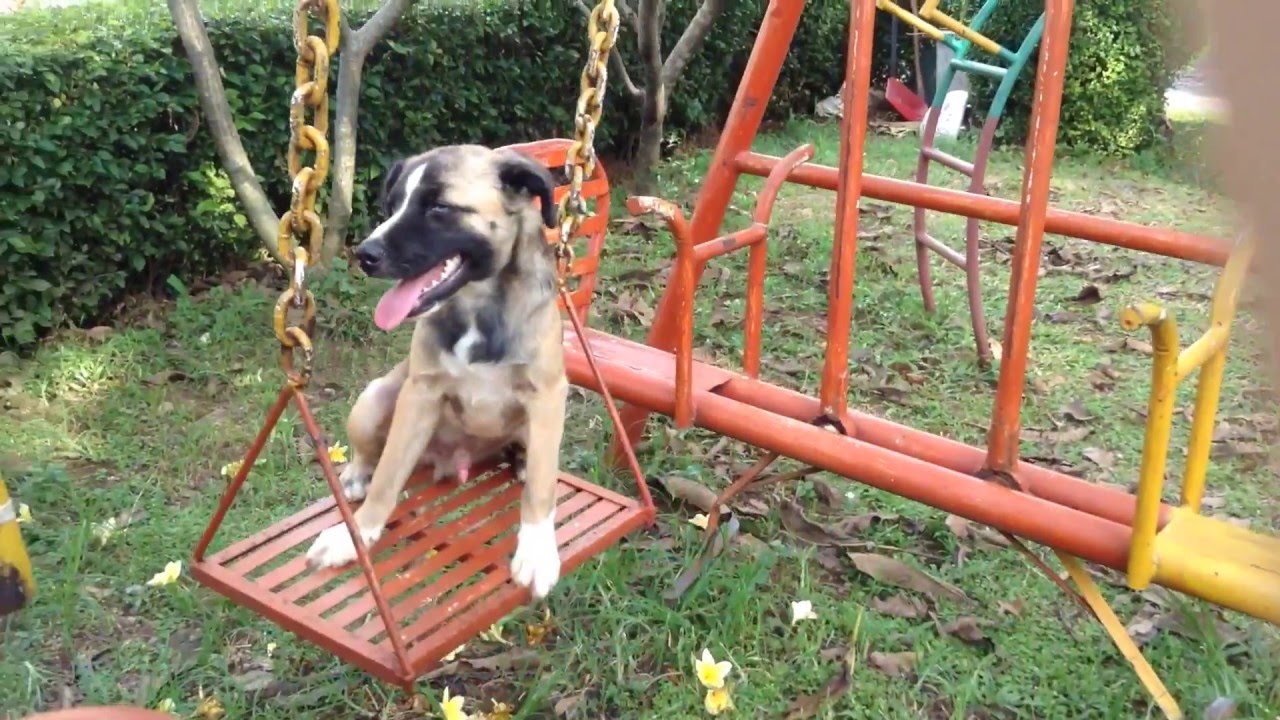 KENZO The Swinging Dog