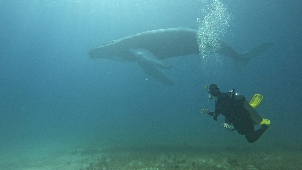 2 DIAS DE BUCEO EN BAYAHIBE