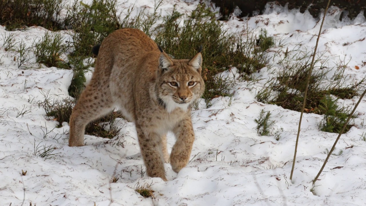 Tiere im Bayerischen Nationalpark