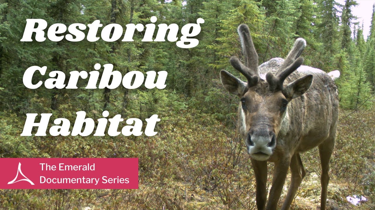 Restoring Caribou Habitat: Inside one of the World’s Largest Forest Restoration Projects by Cenovus