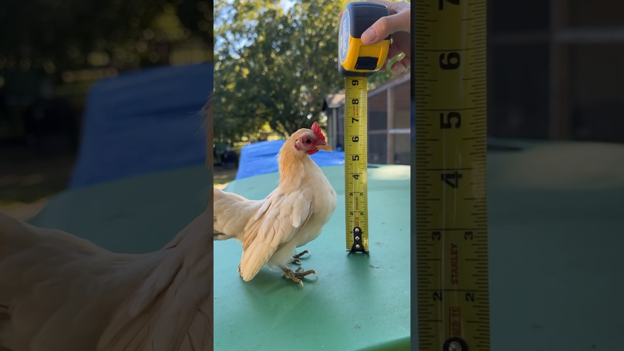 МАЛЕНЬКОЕ Гнездо из яиц от моей мини-курочки Serama 🥹🥚