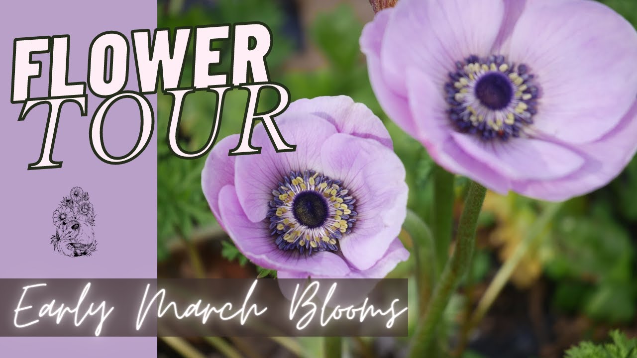 MARCH CUT FLOWER UPDATE: Daffodils, Tulips, and Terrible Ranunculus!