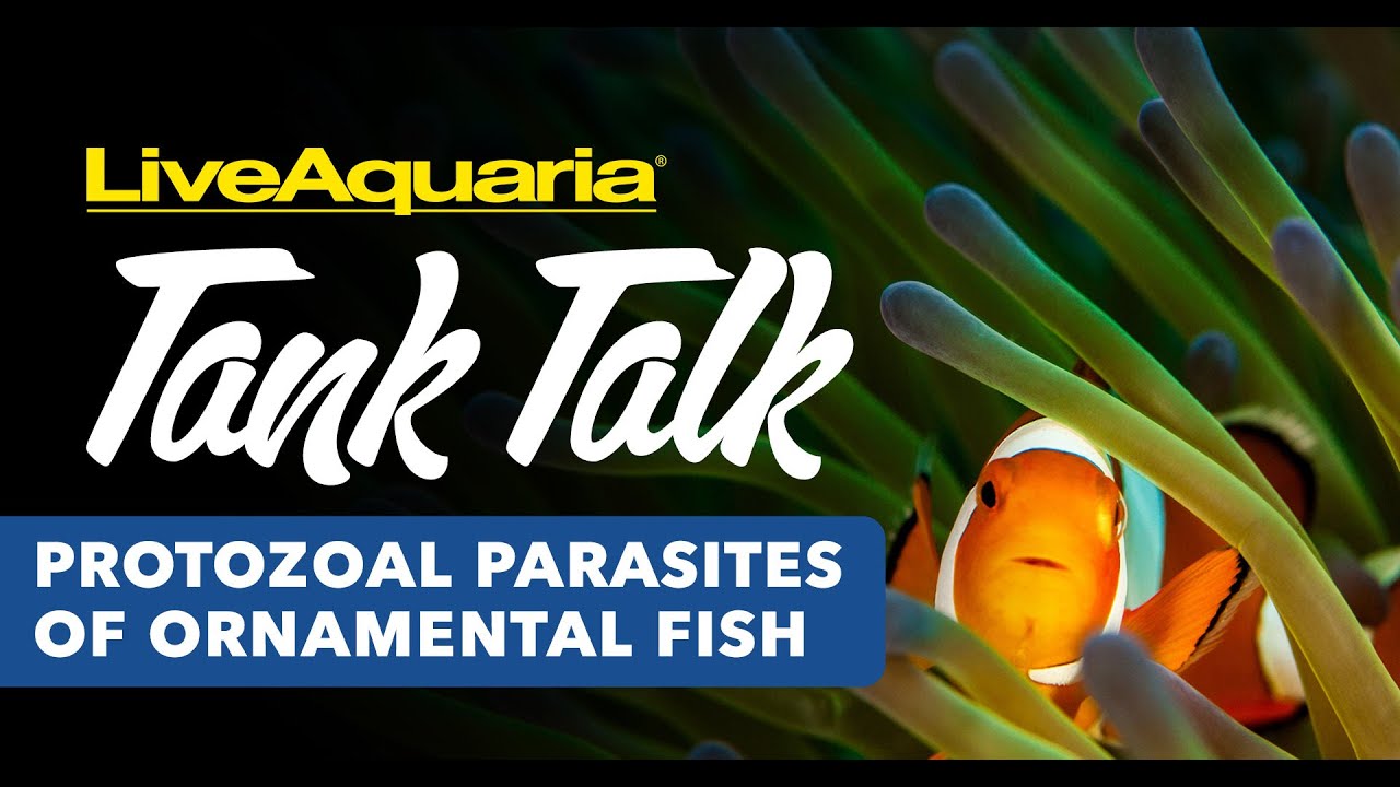 LiveAquaria&reg; Tank Talk - Protozoal Parasites of Ornamental Fish