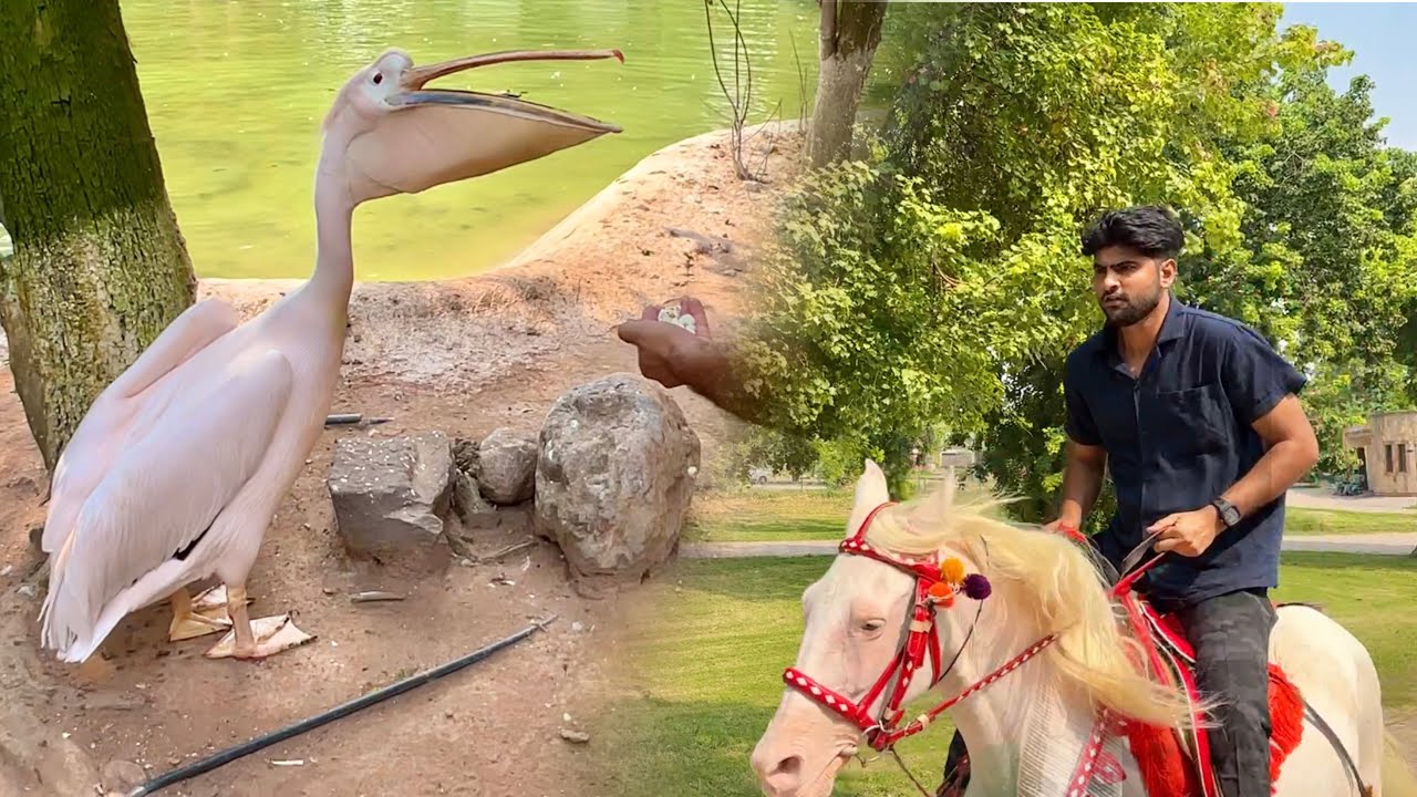 Bht Piare Birds Dekhy aj😍