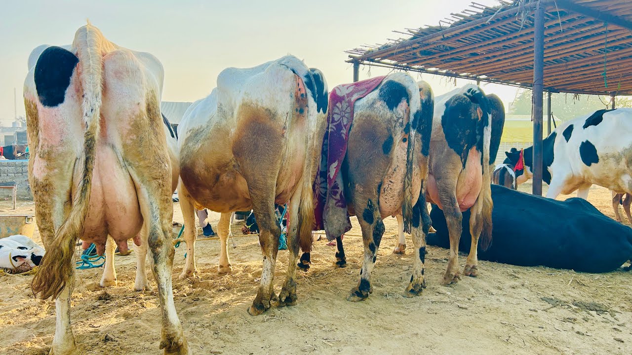 4.2.2024 देखों पंजाब की पशु मंडी डबवाली की एचएफ गाय का न्यू विडियो/pashu mandi dabwali #मंडी #cow
