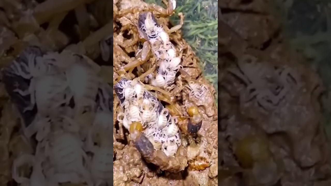#scorpion