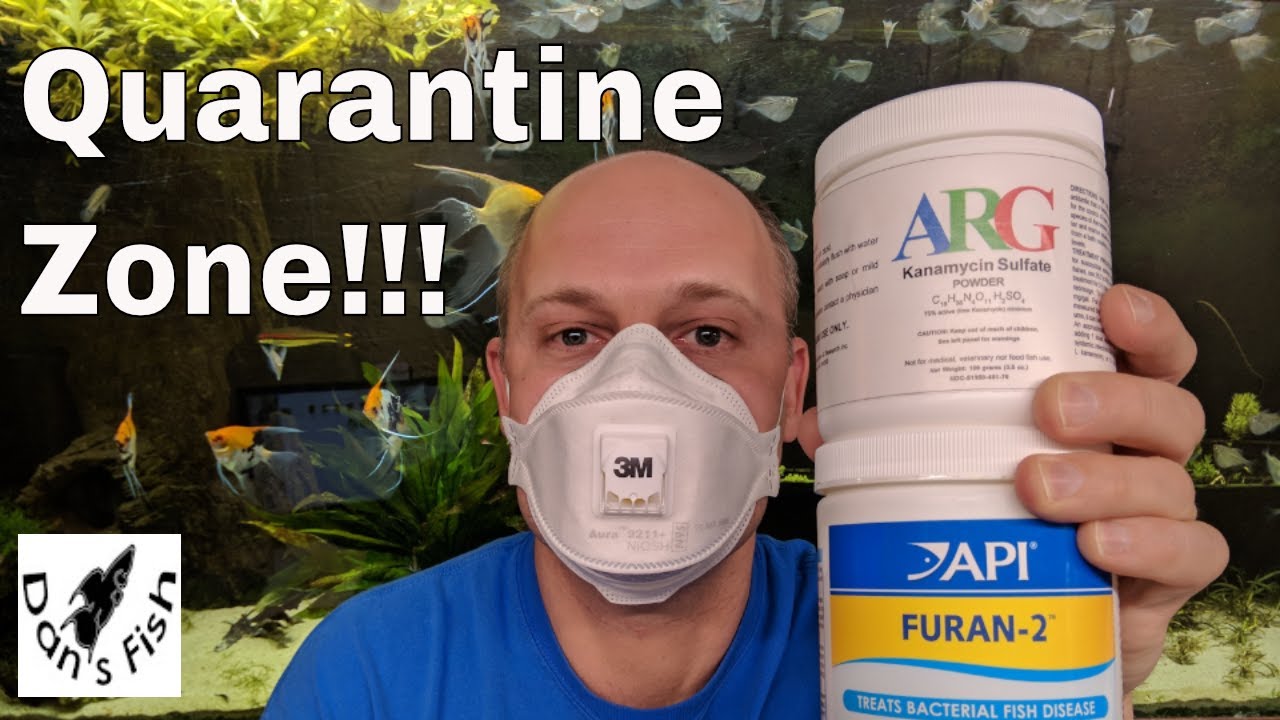 How to Quarantine and Medicate New Fish