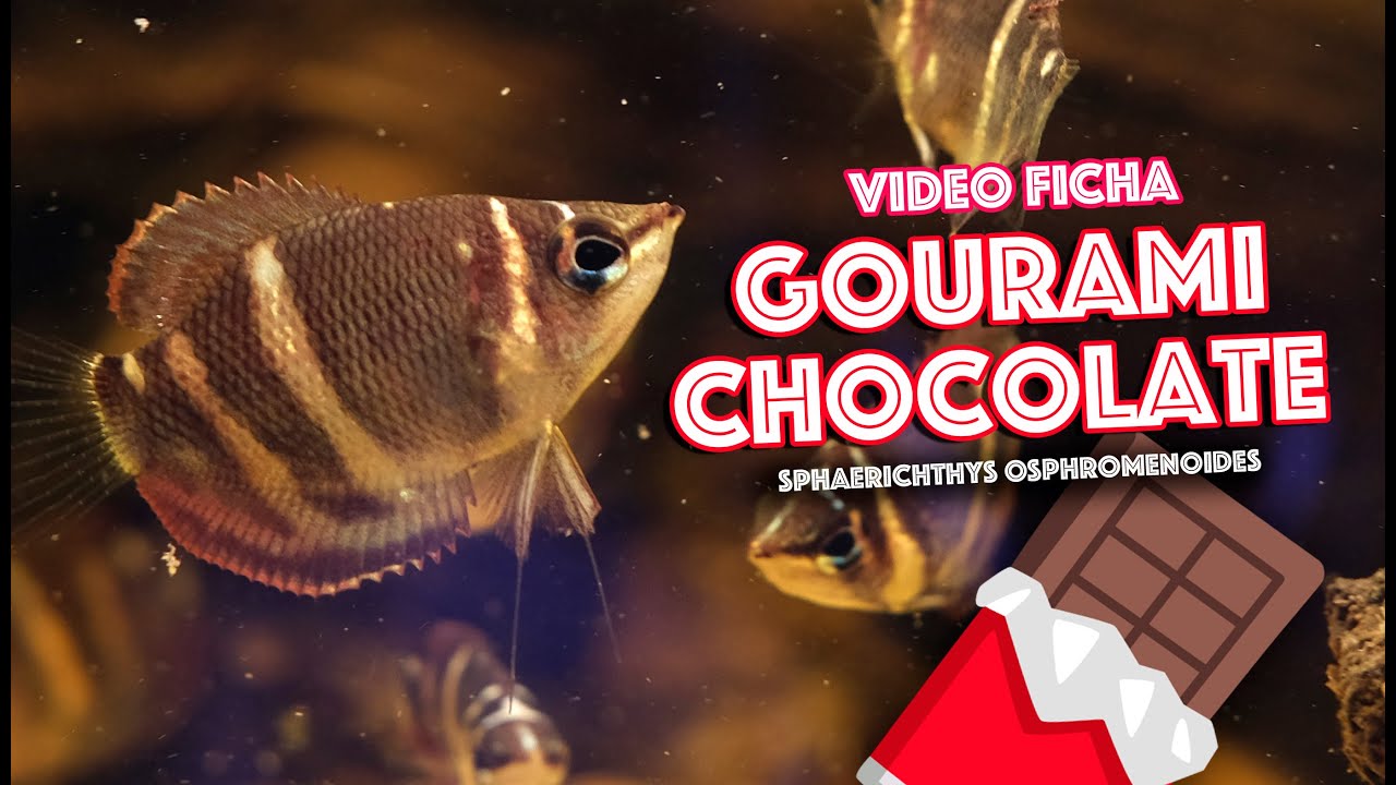 Cómo mantener Gouramis chocolate (Sphaerichthys osphromenoides) Video Ficha