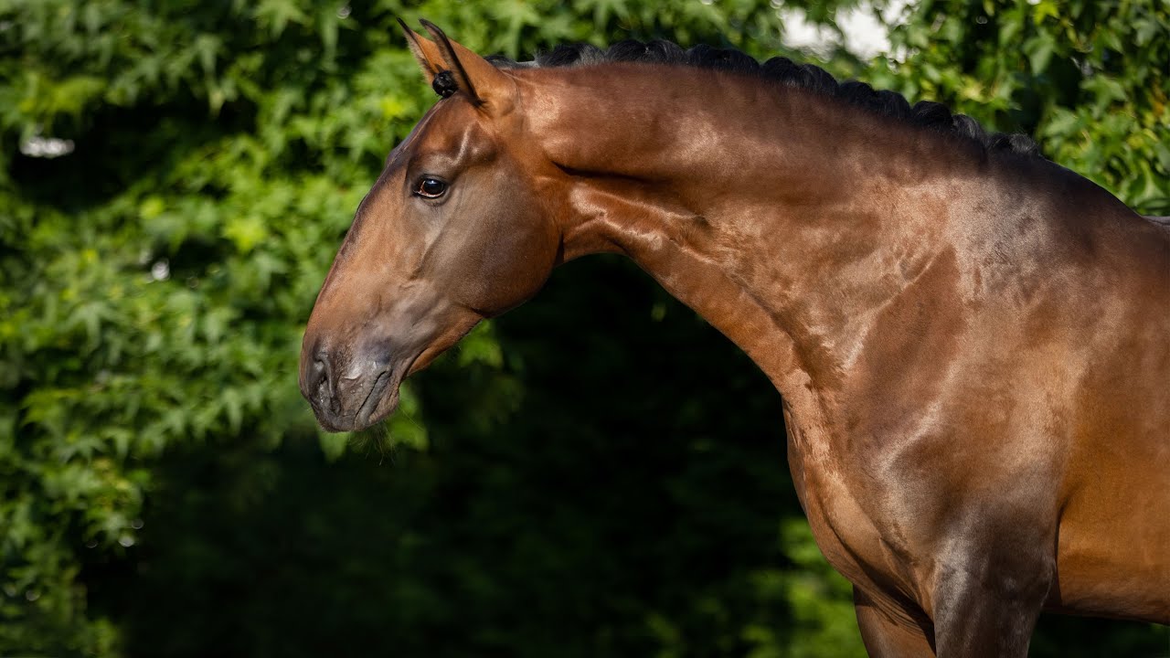 Horse for Sale |  2020 Piro-Free Lusitano Stallion &ndash; a Talented Son of Olympic Rubi AR (REF#988)