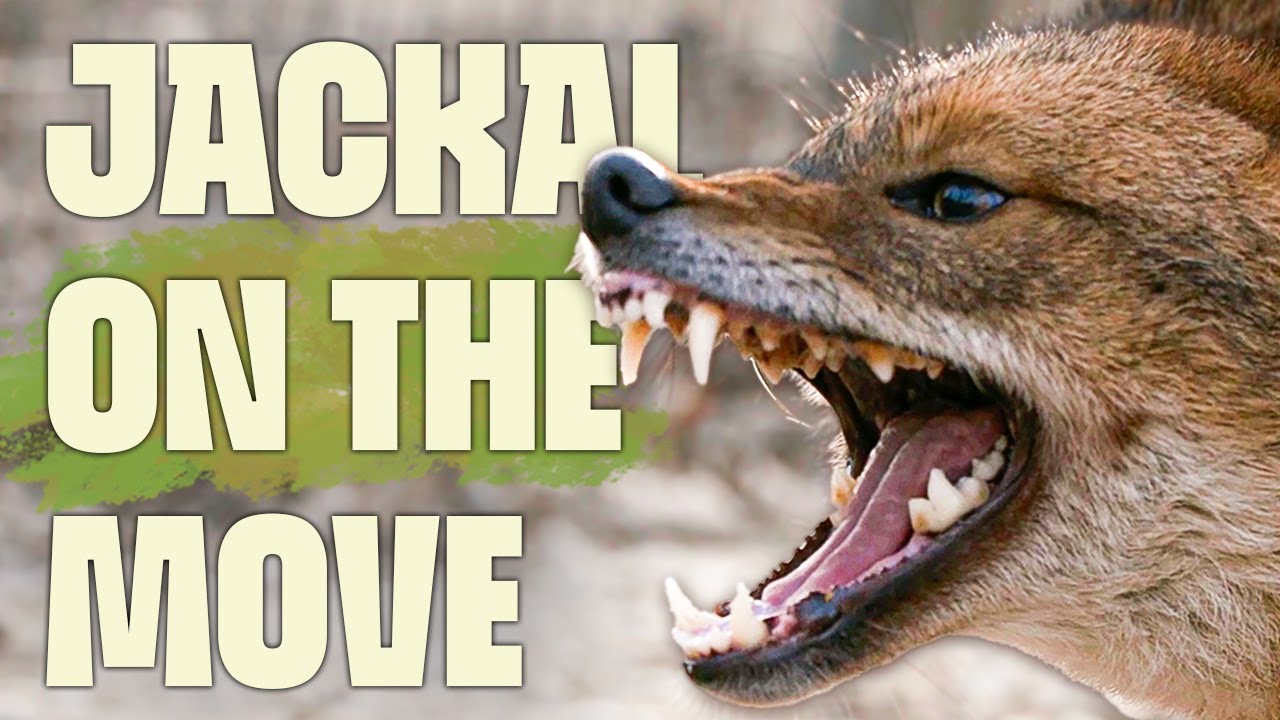 Golden Jackals: Mystery in Motion | FULL DOCUMENTARY | Europe's Wilderness | @Ultimate Nature Documentaries