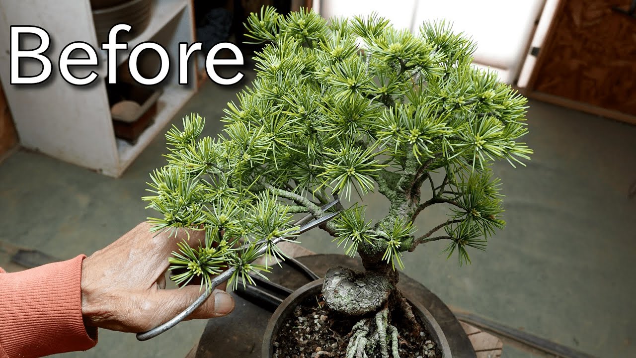 [Бонсай Bonsai] Дизайн бонсай из сосны #3