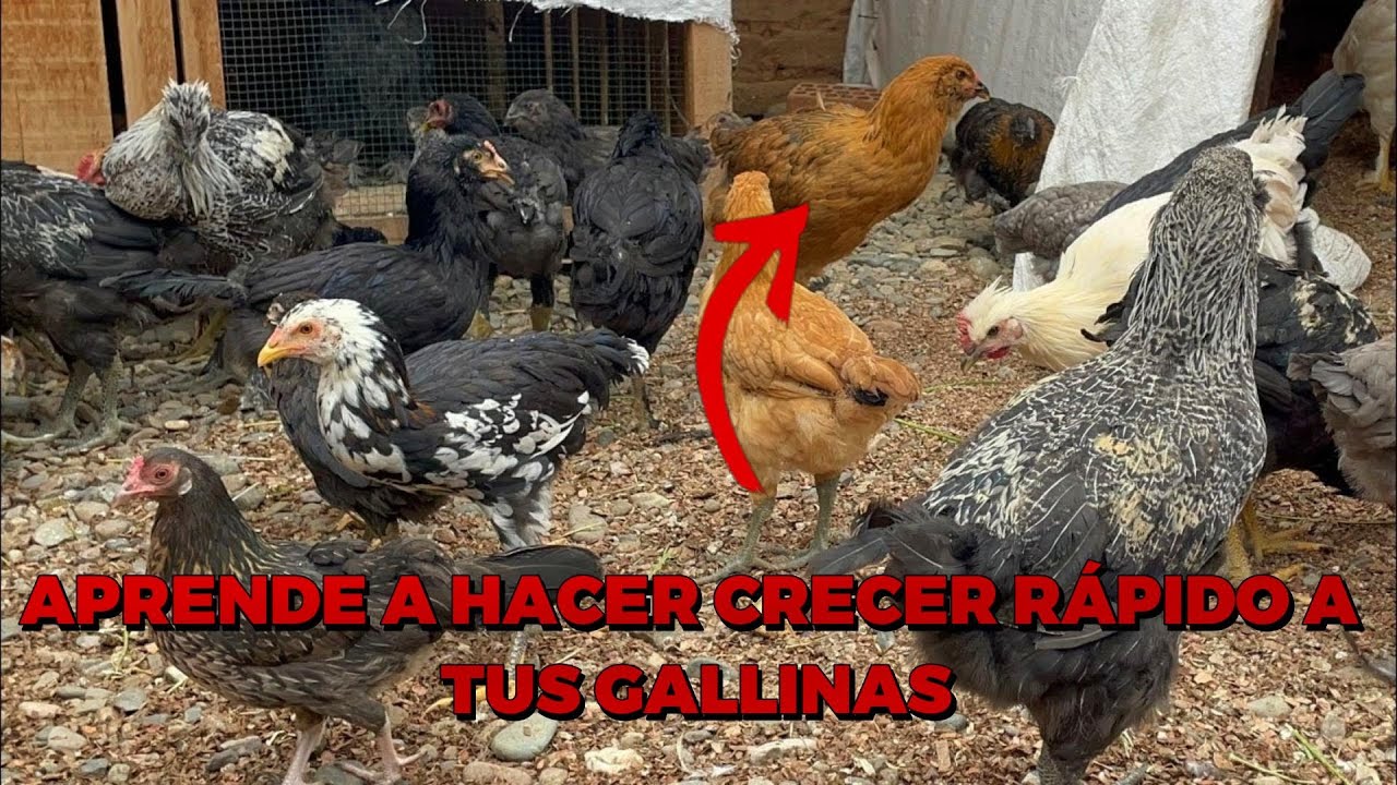 Tip para hacer crecer rápido a tus gallinas