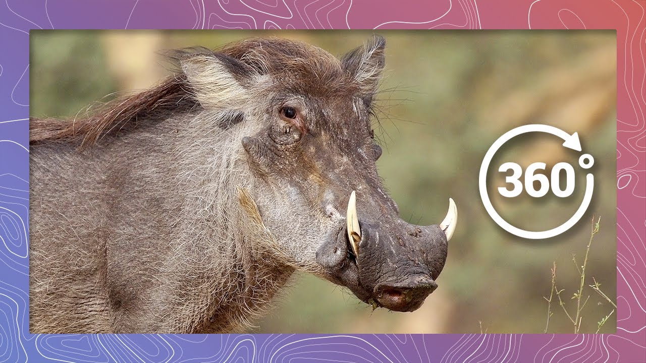 Warthogs Invade Monkeys | Guess Who's Coming to Dinner in 360 5K